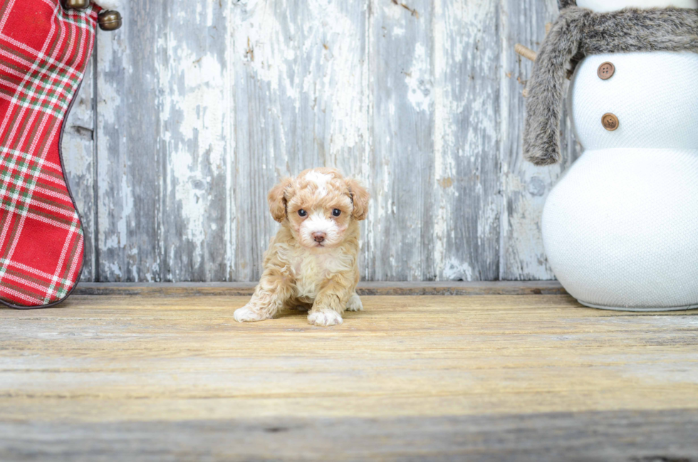 Small Poodle Baby