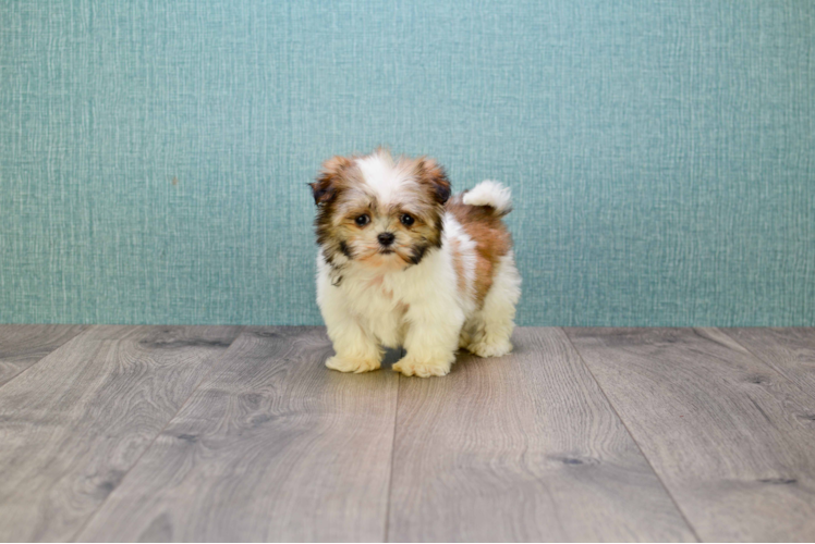 Small Teddy Bear Baby