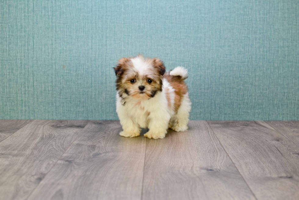 Small Teddy Bear Baby