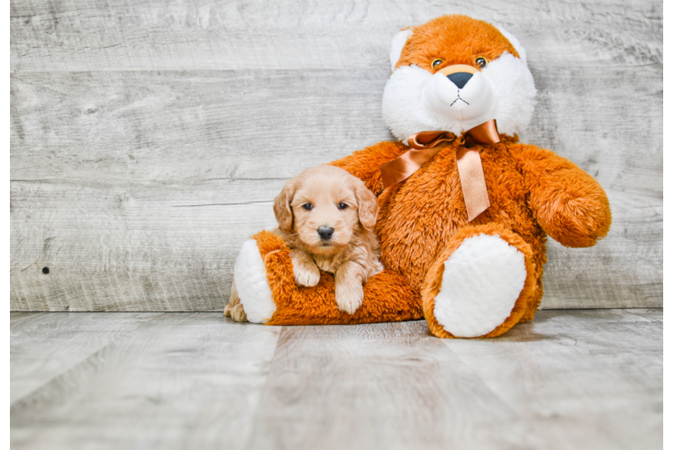 Best Mini Goldendoodle Baby