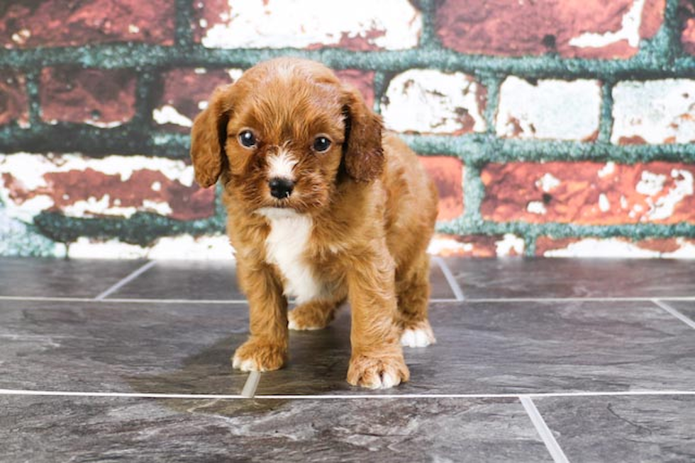 Cavapoo Pup Being Cute