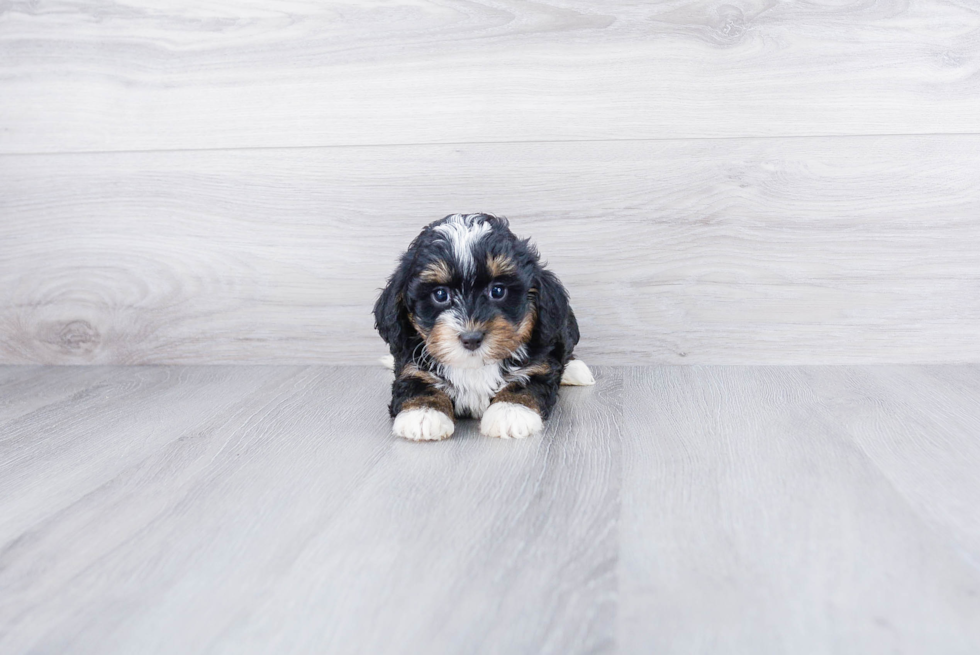 Playful Bernadoodle Poodle Mix Puppy
