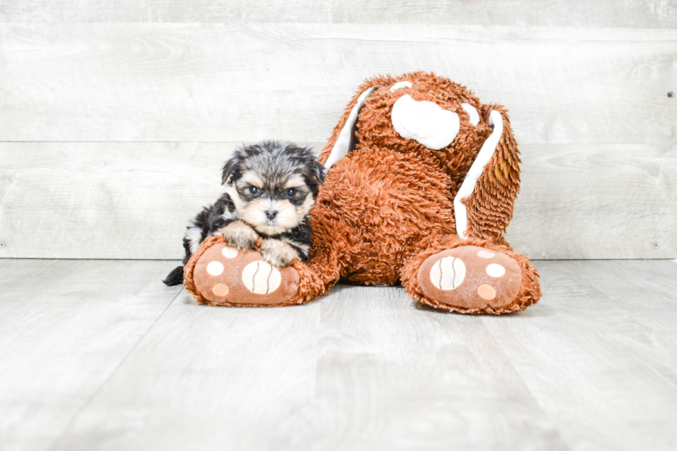 Playful Yorkie Designer Puppy