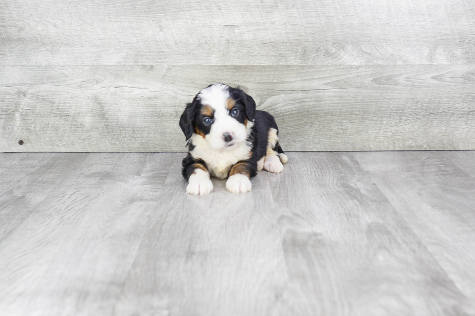 Best Mini Bernedoodle Baby