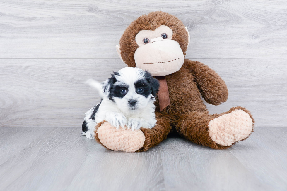 Happy Teddy Bear Baby