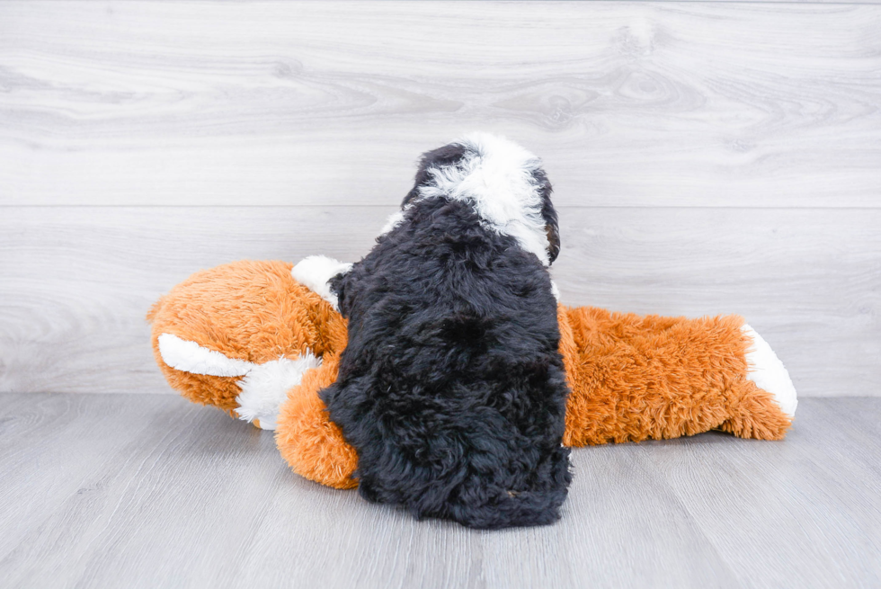 Mini Bernedoodle Puppy for Adoption