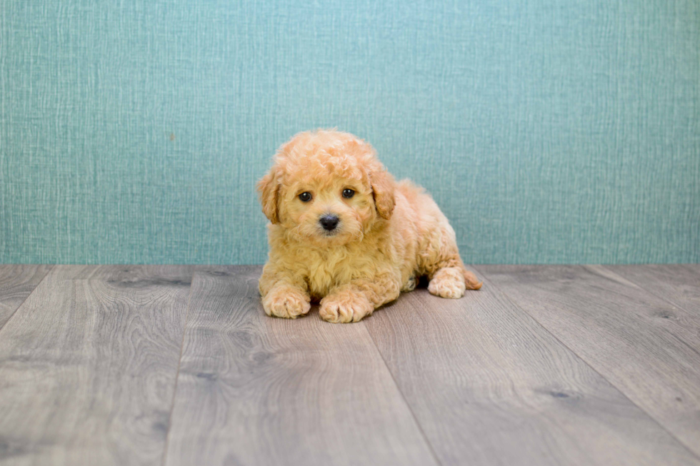 Cavapoo Puppy for Adoption