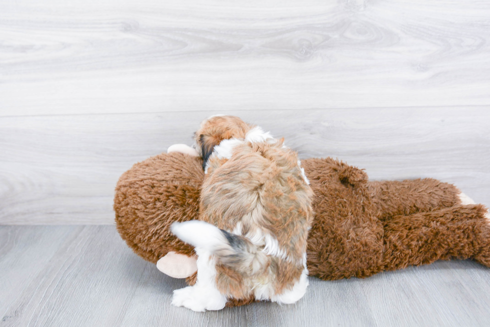 Havanese Pup Being Cute