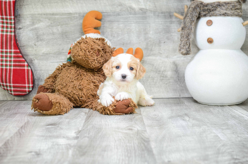Energetic Cavalier Designer Puppy