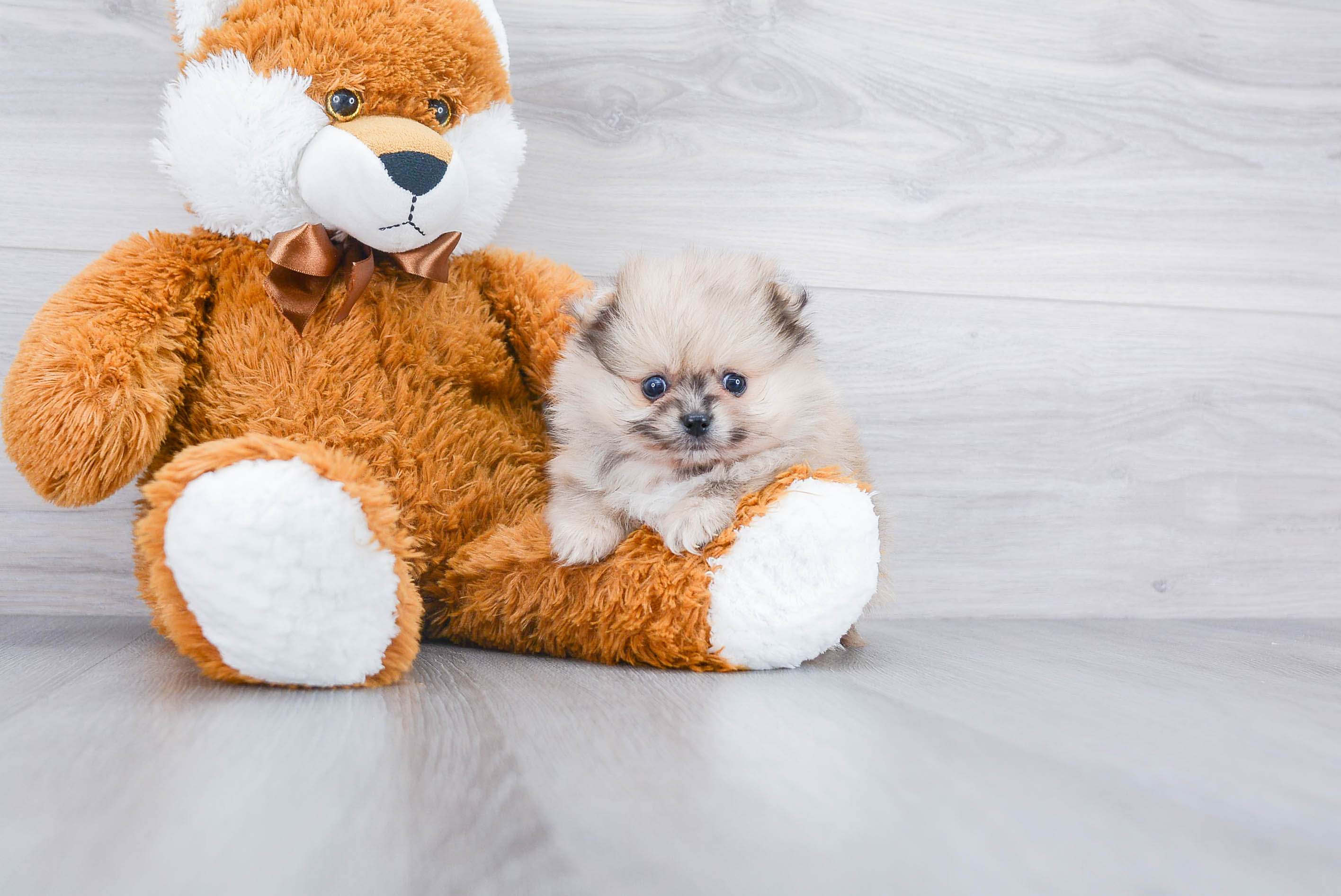 Cute Pomeranian Purebred Puppy