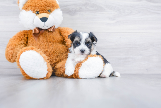 Morkie Pup Being Cute