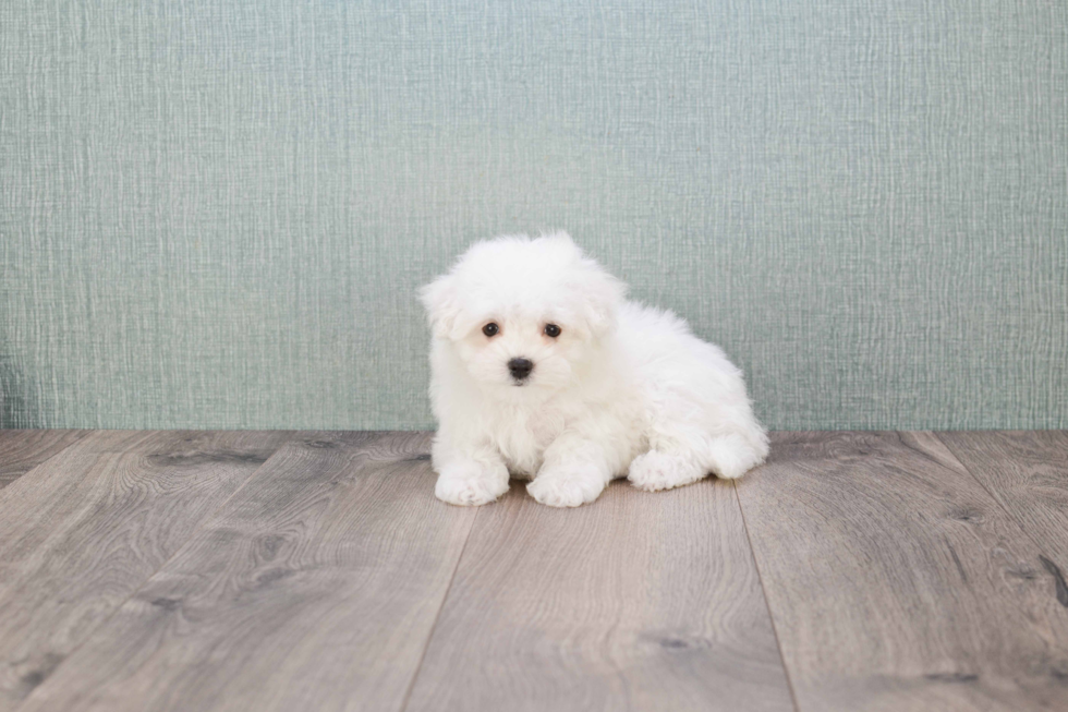 Little Maltese Purebred Pup