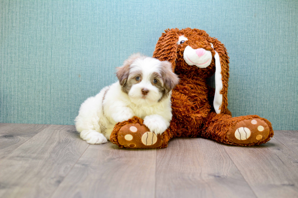 Friendly Teddy Bear Baby