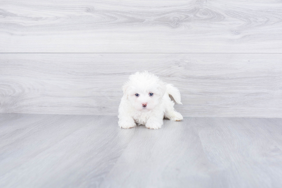 Best Maltipoo Baby