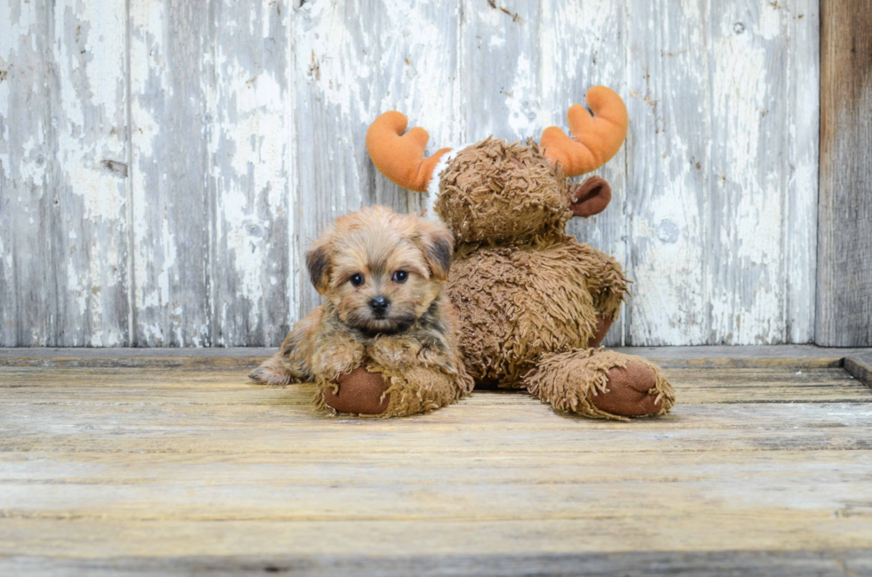 Adorable Yorkie Designer Puppy