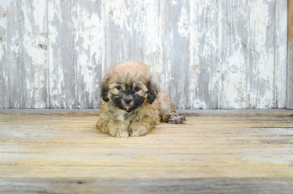 Teddy Bear Pup Being Cute
