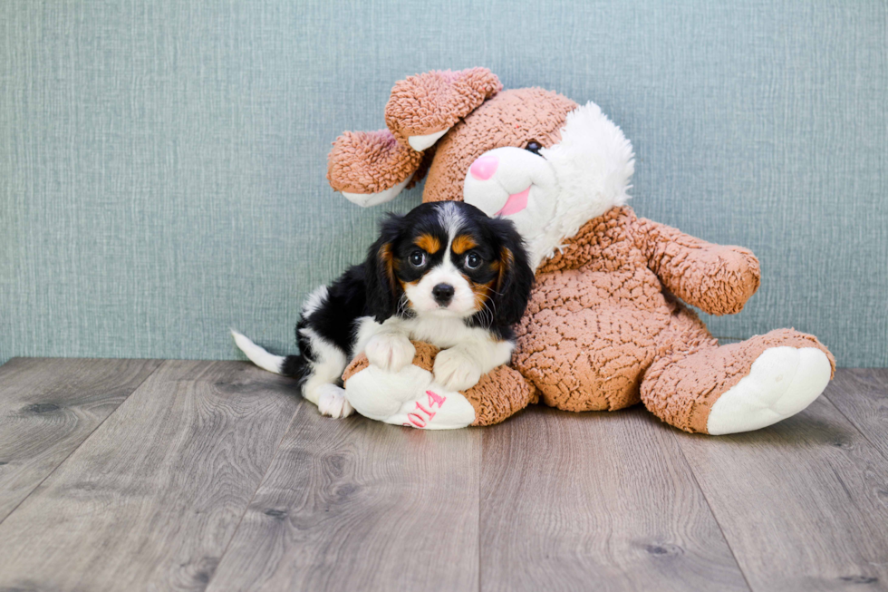 Little Cavalier King Charles Spaniel Baby
