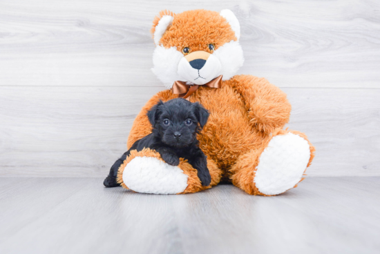 Smart Morkie Designer Pup