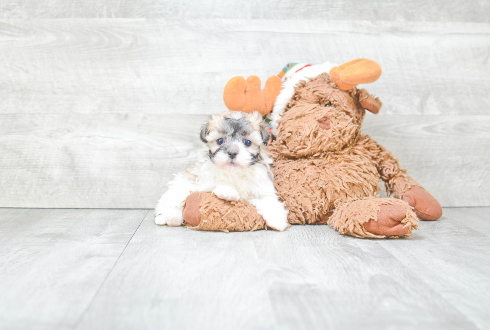 Best Havanese Baby