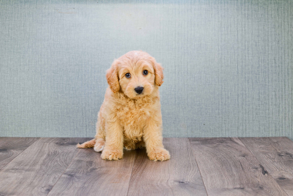 Happy Mini Goldendoodle Baby