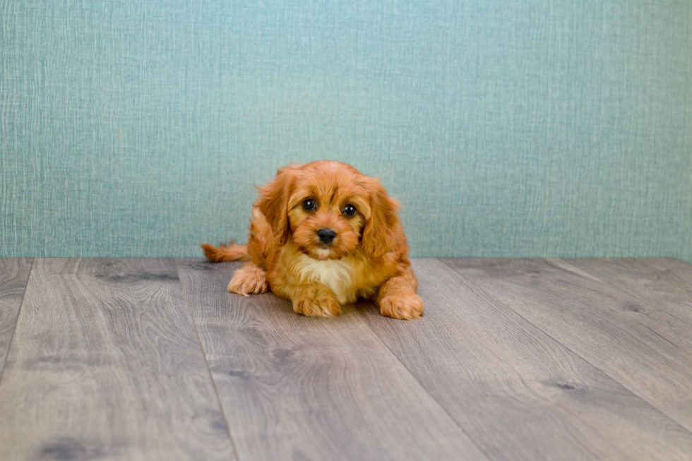 Little Cavoodle Poodle Mix Puppy