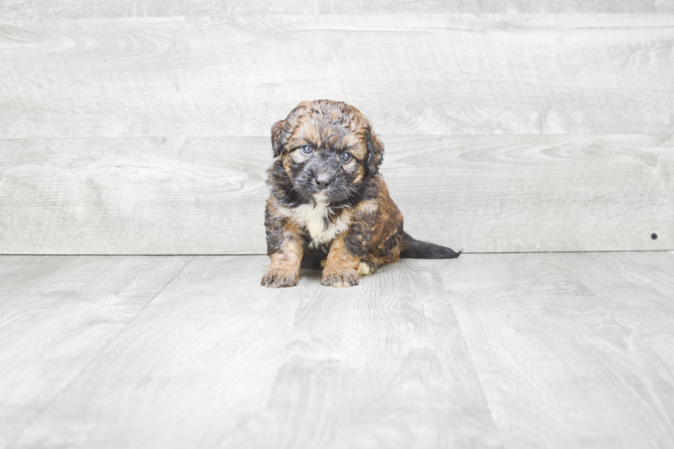 Popular Mini Bernedoodle Poodle Mix Pup