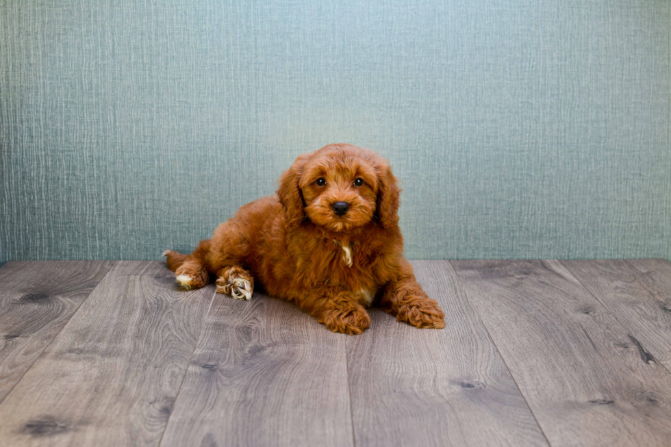 Mini Goldendoodle Pup Being Cute
