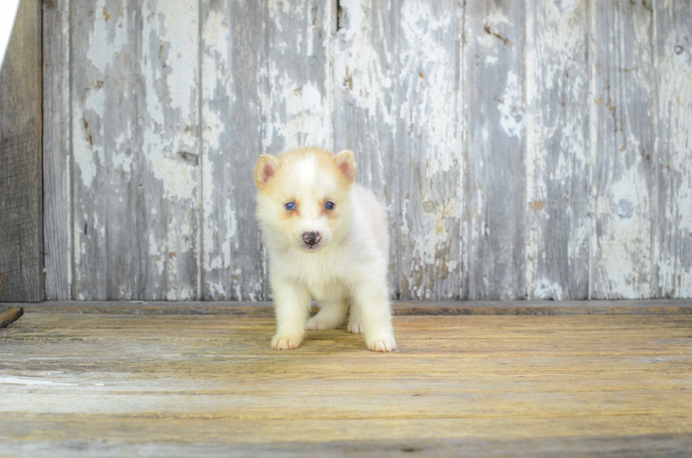 Best Pomsky Baby