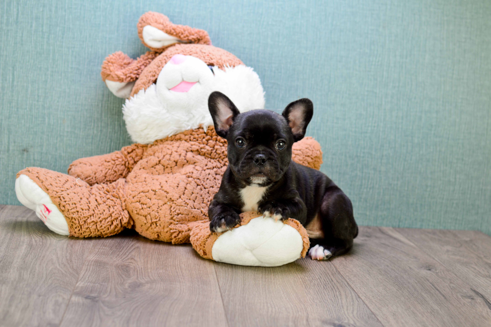 Playful French Bulldog Purebred Pup