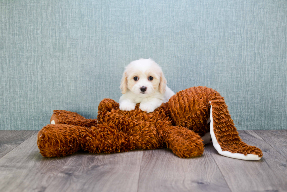 Cute Cavachon Baby