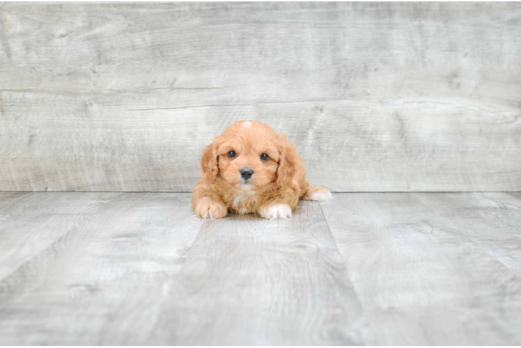 Friendly Cavapoo Baby