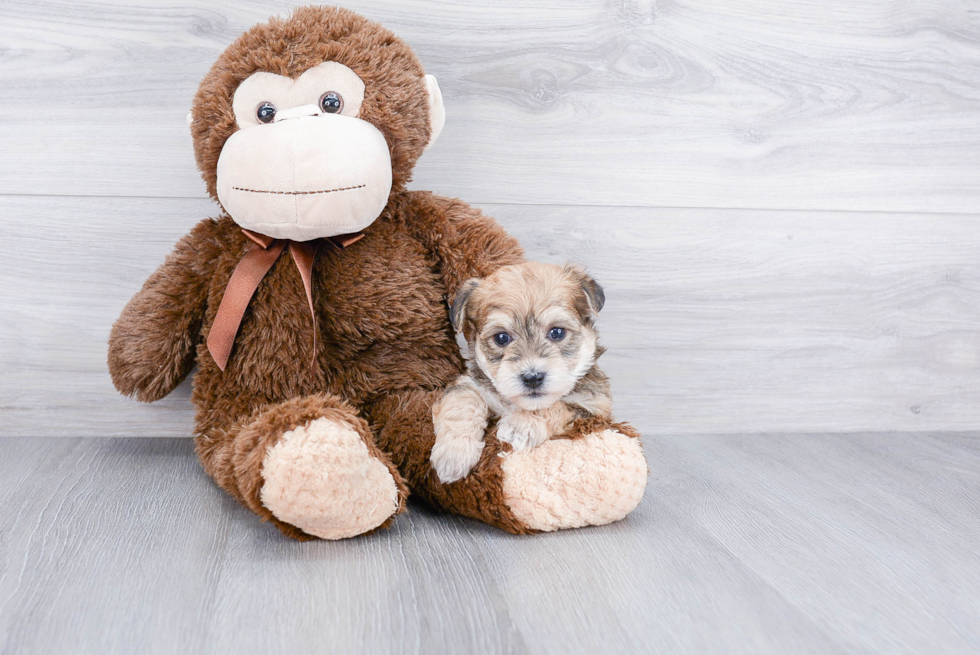 Fluffy Morkie Designer Pup