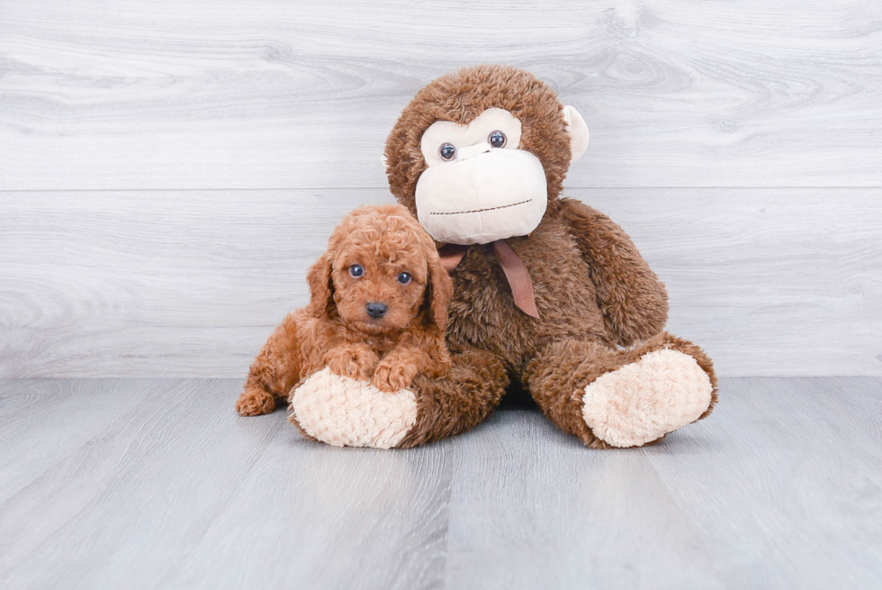 Cavapoo Puppy for Adoption
