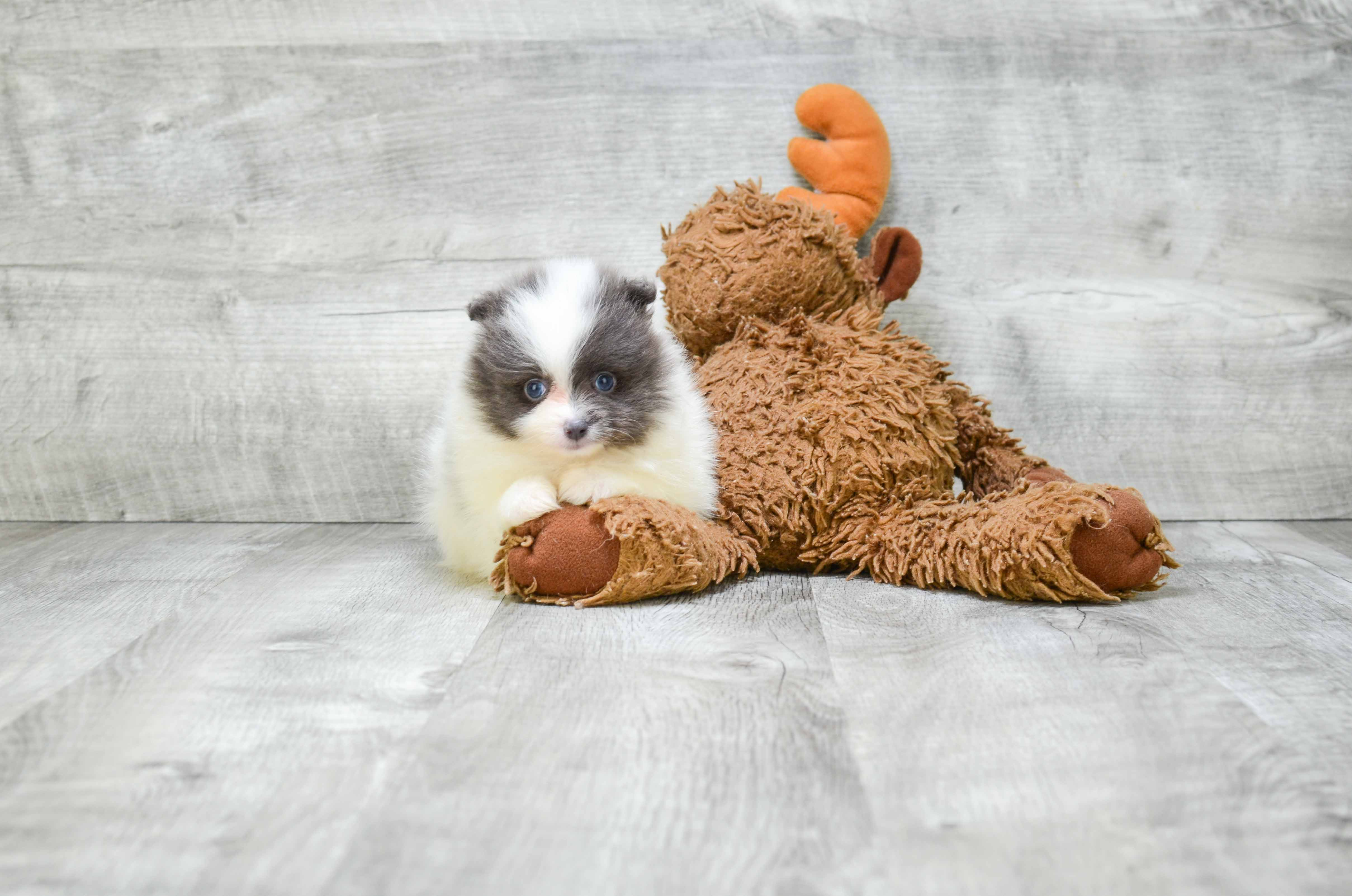 Smart Pomeranian Purebred Puppy