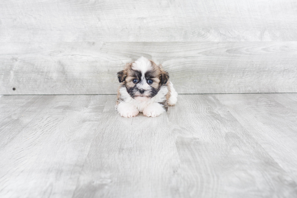 Cute Havanese Purebred Puppy