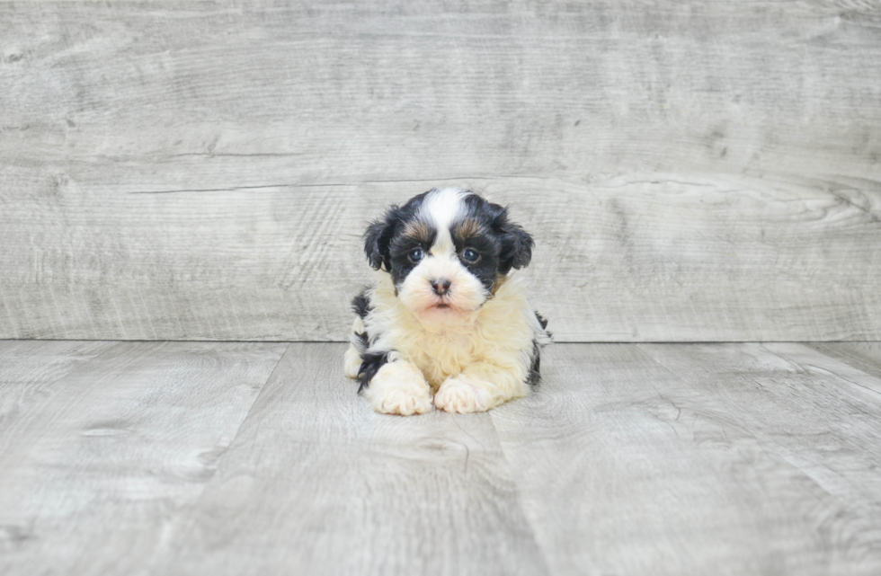 Teddy Bear Pup Being Cute