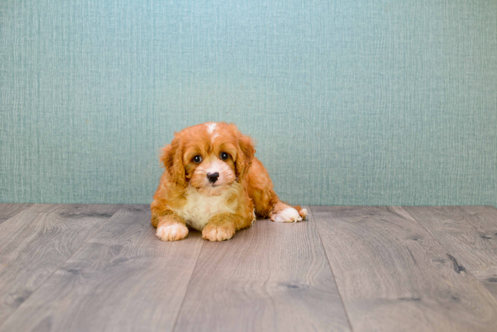 Small Cavapoo Baby