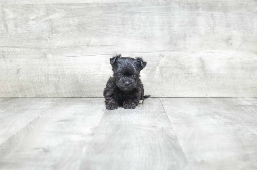 Morkie Puppy for Adoption