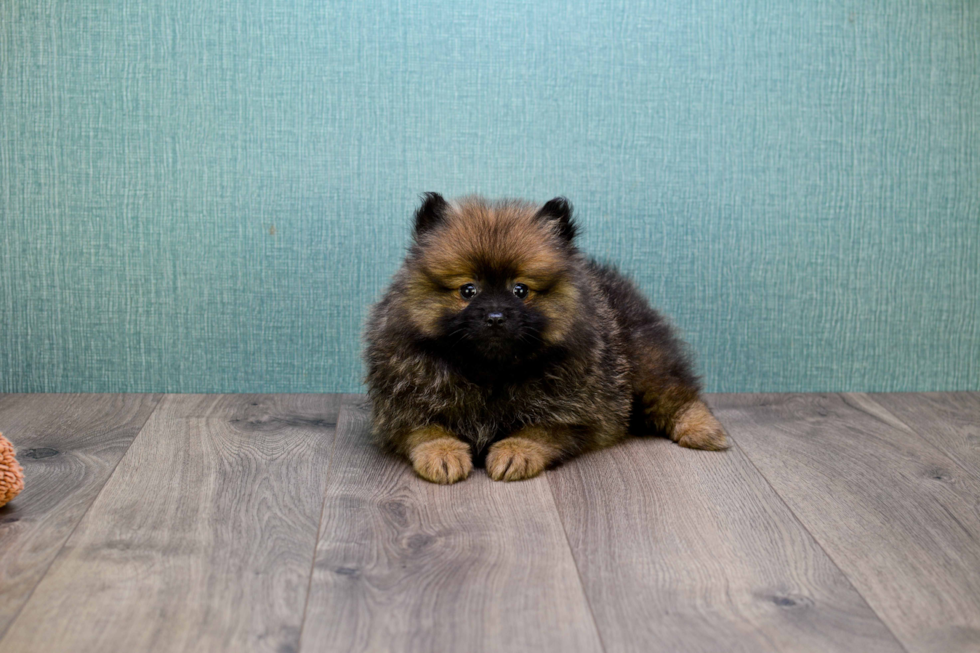Petite Pomeranian Purebred Puppy