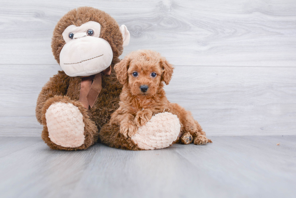 Mini Goldendoodle Puppy for Adoption