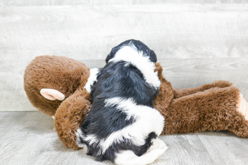 Playful Cavoodle Poodle Mix Puppy