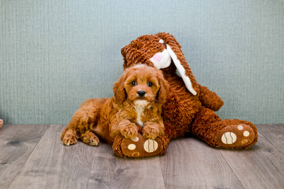 Best Cavapoo Baby