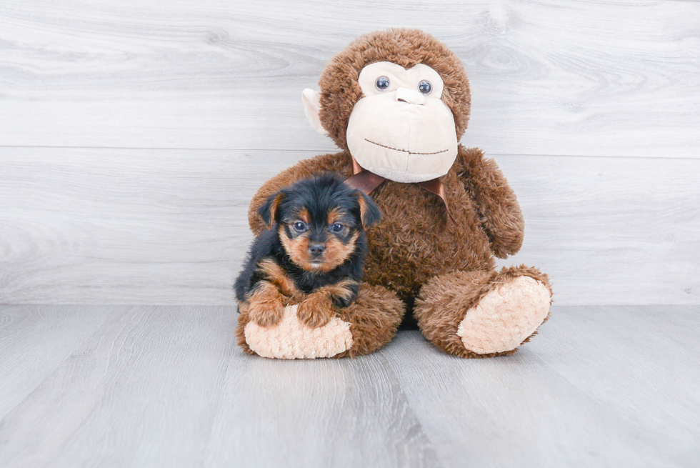 Playful Yorkie Doodle Poodle Mix Puppy