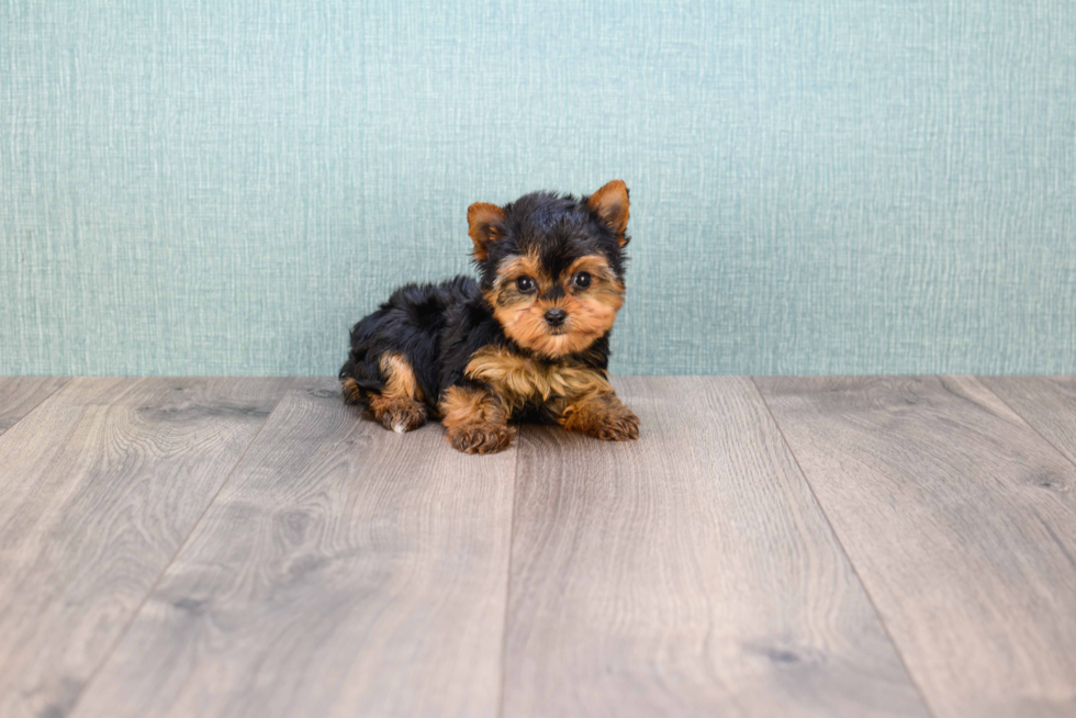 Meet Nugget - our Yorkshire Terrier Puppy Photo 
