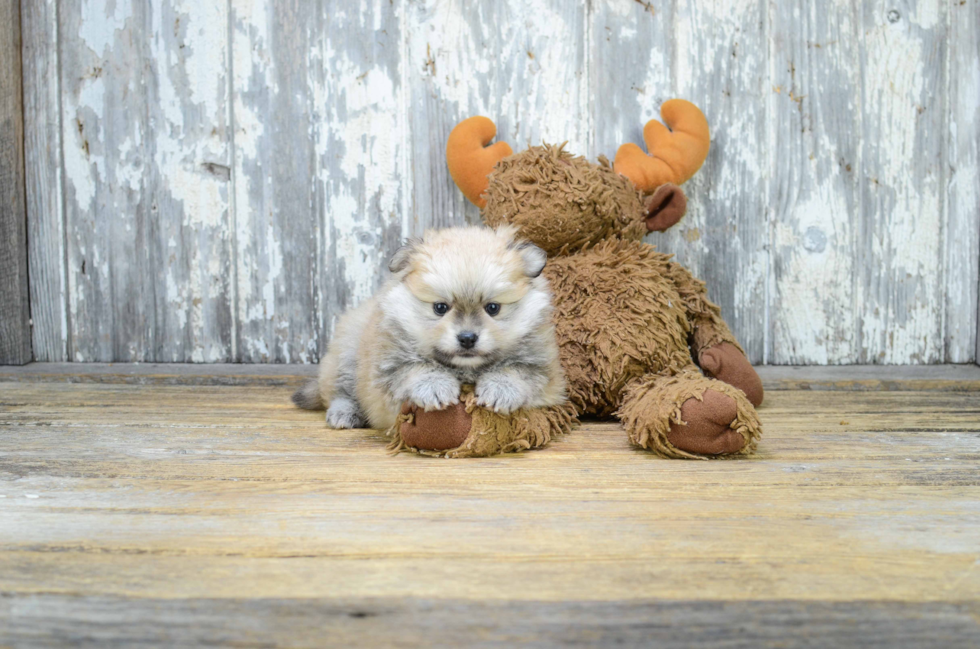 Pomeranian Pup Being Cute
