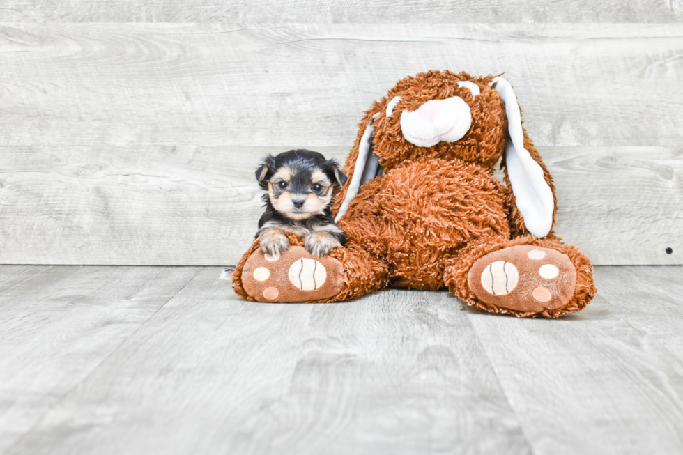 Morkie Puppy for Adoption