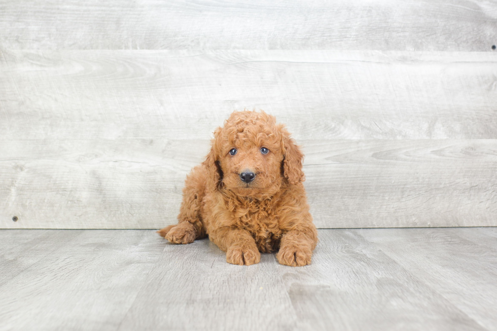 Playful Golden Retriever Poodle Mix Puppy
