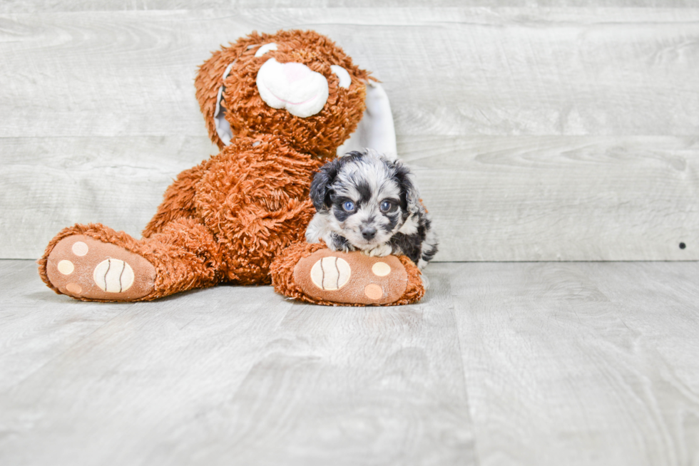 Popular Mini Aussiedoodle Poodle Mix Pup