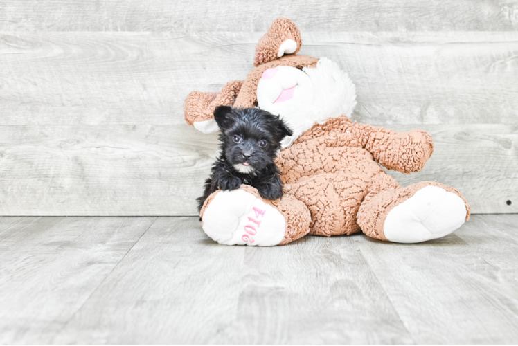 Little Yorkie Designer Puppy