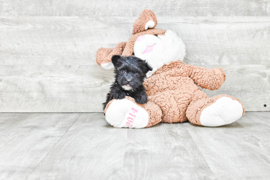Little Yorkie Designer Puppy